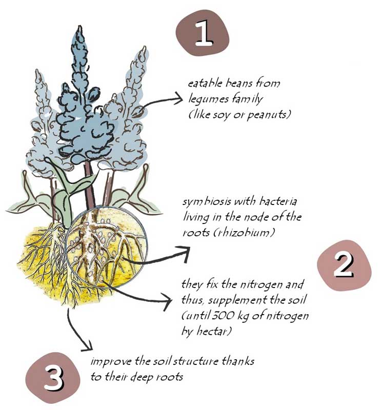lupin plant description